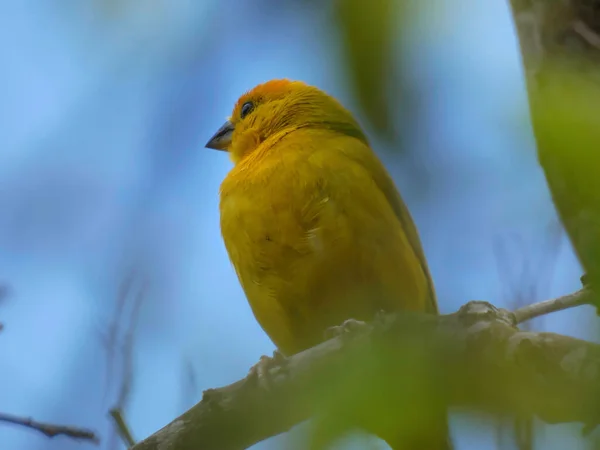 Small yellow canary perched on the curved branch of a tree between the leaves and a blue sky