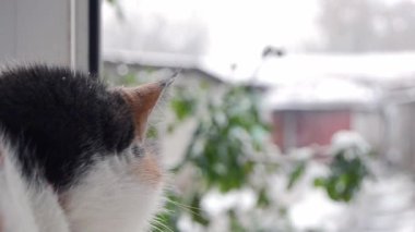 Yakın plan genç kedi evin pencere eşiğinde oturur ve kar fırtınası ve kar tanelerini seyreder. Noel öncesi. Düşen Kar. Kış ortamının bulanık arkaplanı