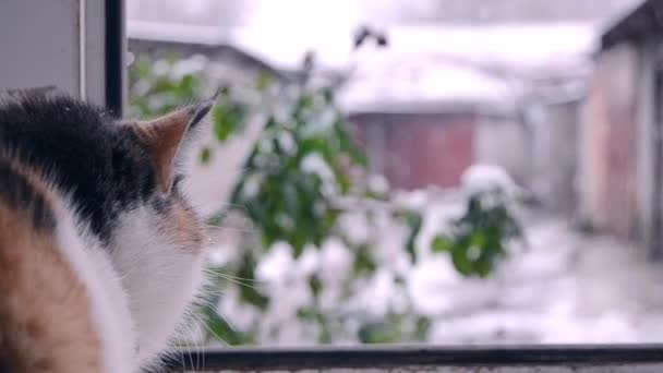Zbliżenie Młody Kot Siedzi Parapecie Domu Obserwuje Śnieżycę Płatki Śniegu — Wideo stockowe
