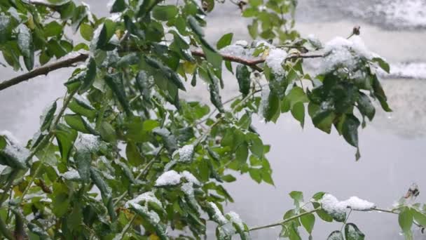 降雪的背景 飘落在冬季风景中的雪花 — 图库视频影像
