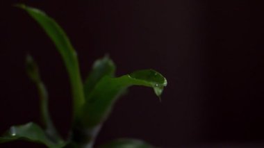 Yavaş hareket eden su damlaları yeşil bir yaprağın üzerine düşüyor.