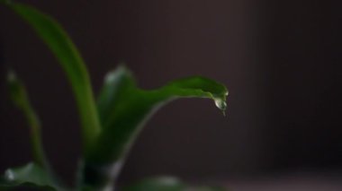 Yavaş hareket eden su damlaları yeşil bir yaprağın üzerine düşüyor.