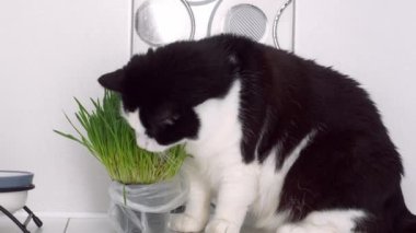 Siyah ve beyaz evcil kedi, kapalı alanda yetişen yeşil yulaf filizlerini yer. Kediler için vitaminli vejetaryen yemeği
