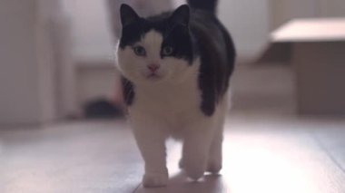 Karton kutuların etrafındaki yeni evdeki siyah beyaz kedi etrafa bakıyor. Yeni bir eve taşınıyorum.