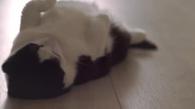 Siyah ve beyaz kedi gün ışığında evde yerde yatıyordu. Mutlu ev kedisi