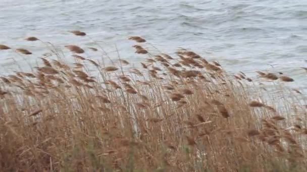 葦は川の岸の風に揺れる 背景に波がある美しい風景 — ストック動画
