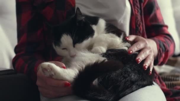 Eine Schwarz Weiß Entzückende Katze Leckt Und Putzt Sich Während — Stockvideo
