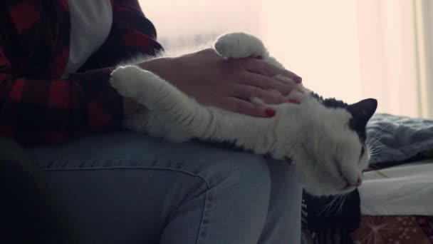 Woman Petting Cat Sitting Sofa Living Room Female Owner Stroking — Stock Video