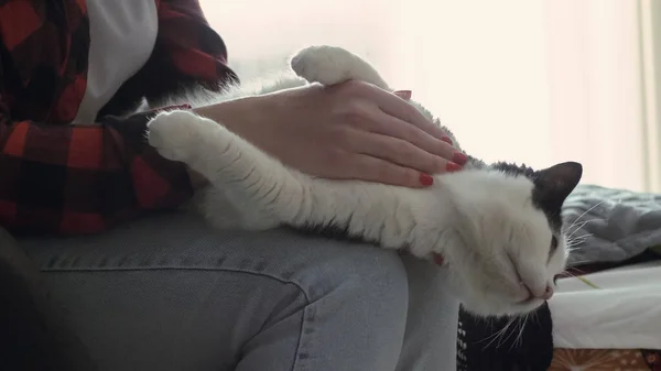 亲密的女人把一只猫抱在怀里 小猫在它主人的怀里 宠物的爱的概念 — 图库照片