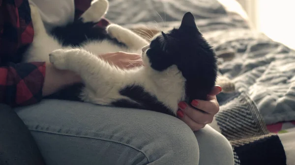 Großaufnahme Hält Eine Frau Eine Katze Auf Dem Arm Jungtier — Stockfoto