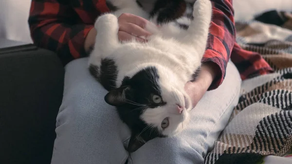 閉じ込められた女は猫を腕に抱えている 所有者の腕の中で子猫 ペット 仲間への愛の概念 — ストック写真