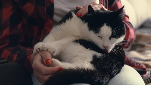 Mendekati Wanita Memegang Kucing Dalam Pelukannya Anak Kucing Tangan Pemiliknya — Stok Foto