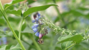 Çiçeklerin etrafında uçan bir bal arısı, güneşli bahar gününde yavaş çekimde nektar poleni topluyor. Doğal arka plan. Çiçek tozlaşması