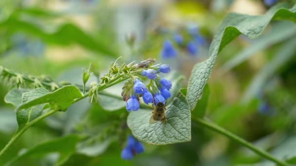 在春光明媚的日子里 一只蜜蜂在花丛中飞来飞去 采集花蜜花粉 自然背景 花的授粉 — 图库视频影像