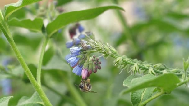 Zbliżenie Jednej Pszczoły Miodnej Latującej Wokół Kwiatów Pszczoły Zbierającej Pyłek — Wideo stockowe