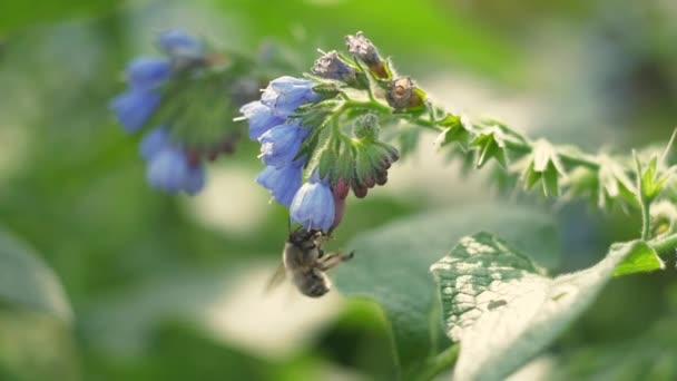 Närbild Honung Flyger Runt Blå Blommor Samla Nektar Pollen Våren — Stockvideo