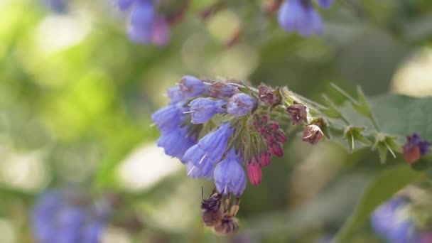 Närbild Honung Flyger Runt Blå Blommor Samla Nektar Pollen Våren — Stockvideo