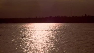 Yavaş çekim, martıların balık aramak için suyun üzerinde alçaktan uçtuğunu gösteriyor. renklendirilmiş video görüntüleri