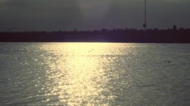 Yavaş çekim, martıların balık aramak için suyun üzerinde alçaktan uçtuğunu gösteriyor. renklendirilmiş video görüntüleri