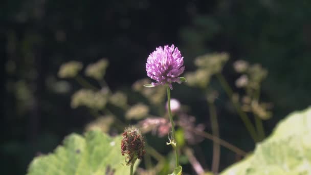 Один Фиолетовый Цветок Лугу Естественный Фон — стоковое видео