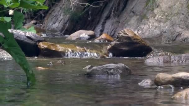 Fundo Natural Rio Montanha Selvagem Fluindo Através Pedregulhos Pedra Fluxo — Vídeo de Stock