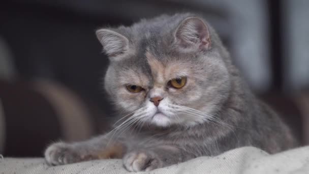 可爱可爱的家猫在室内的肖像 一只漂亮的灰色波斯猫躺在沙发上近照 — 图库视频影像