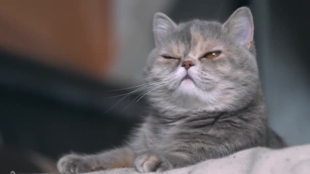 屋内で愛らしいかわいい家の猫の肖像画 ソファーに横たわる美しい灰色のペルシャ猫のクローズアップショット — ストック動画