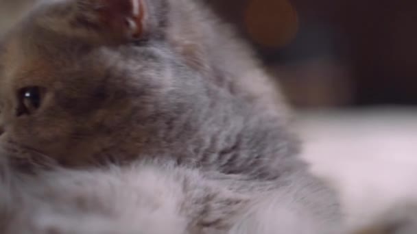 Retrato Adorável Gato Doméstico Bonito Interior Close Tiro Belo Gato — Vídeo de Stock