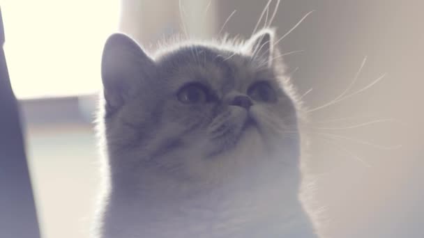 Portret Uroczego Kotka Domowego Zbliżenie Strzał Zabawny Szary Perski Kot — Wideo stockowe