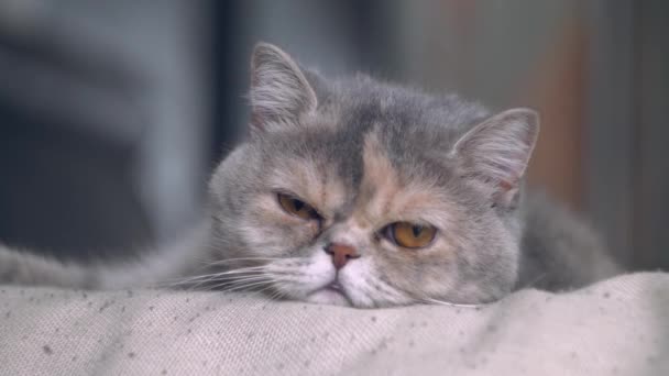 Portrait Adorable Cute Domestic Cat Indoor Close Shot Beautiful Grey — Stock Video