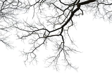 Beyaz arka planda doğal meşe ağacı dalları silueti                                                                                                                                                                                