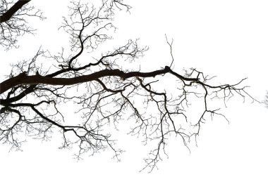 Beyaz arka planda doğal meşe ağacı dalları silueti                                                                                                                                                                                