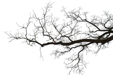 Beyaz arka planda doğal meşe ağacı dalları silueti                                                                                                                                                                                