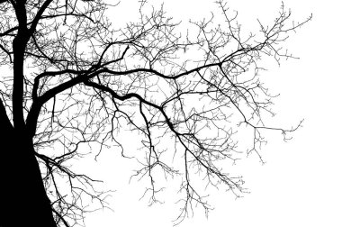 Beyaz arka planda doğal meşe ağacı dalları silueti                                                                                                                                                                                