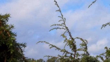 Mavi gökyüzü arka plan üzerine ardıç dalına. 