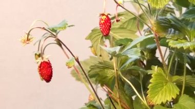 Fragaria Vesca 'nın beyaz arka plandaki yakın çekimi. Wild Strawberry 'nin yakın plan çekimi. 