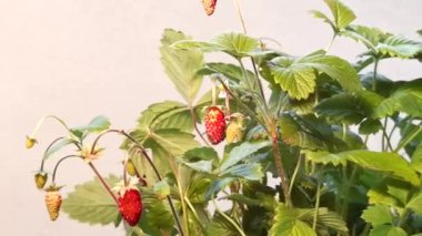 Fragaria Vesca 'nın beyaz arka plandaki yakın çekimi. Wild Strawberry 'nin yakın plan çekimi. 