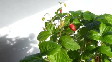 Fragaria Vesca 'nın beyaz arka plandaki yakın çekimi. Wild Strawberry 'nin yakın plan çekimi. 