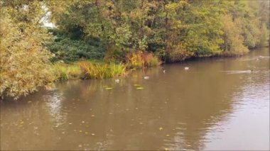 Şehrin gürültüsüne karşı bir gölette yüzen ördekler..