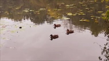 Şehrin gürültüsüne karşı bir gölette yüzen ördekler..