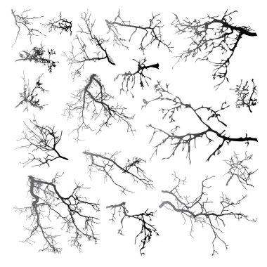 Beyaz arka planda doğal ağaç dalları silueti (Vektör illüstrasyonu). Beyaz üzerine doğal bir dal.. 