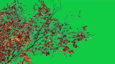 Sonbahar yaprakları rüzgarda uçuşan dallar yeşil bir arka planda