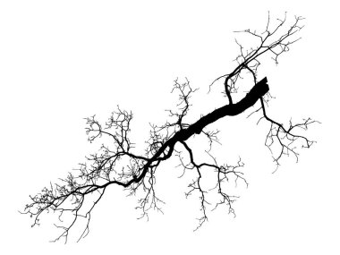 Meşe dalı. Beyaz arka planda doğal meşe ağacı dalları silueti (illüstrasyon) bulunur. Beyaz meşe dalında doğal meşe. 
