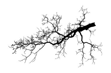 Meşe dalı. Beyaz arka planda doğal meşe ağacı dalları silueti (Vektör illüstrasyonu). Beyaz meşe dalında doğal meşe.