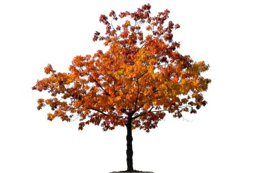 Sonbahar akçaağacı. Altın sonbahar akçaağacı beyaz arkaplanda izole edilmiş.