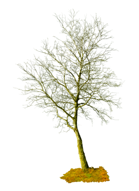 Huş ağacı silueti beyaz arkaplanı kapat. 