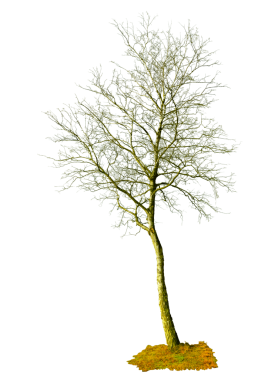 Huş ağacı silueti beyaz arkaplanı kapat. 