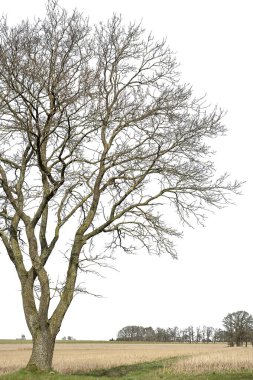 Yaprakları olmayan doğal bir meşe ağacının silueti. Beyaz arkaplanda bir meşe ağacının yakın plan görüntüsü.