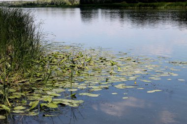 Don nehri. Sazlıklarla su yüzeyi.