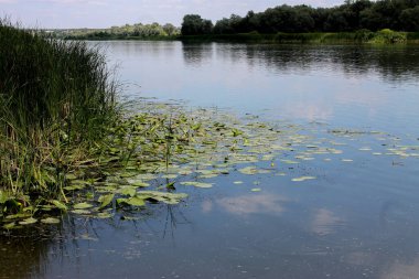 Don nehri. Sazlıklarla su yüzeyi.